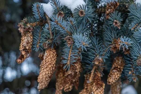 가문비나무가 원뿔이 크리스마스 눈내리는 — 스톡 사진
