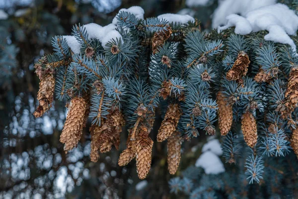 Blue Spruce Snow Branch Cones Concept New Year Christmas Snowy — Stock Photo, Image