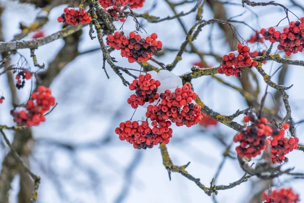Röd Aska Snön Begreppet Snöig Vinter — Stockfoto