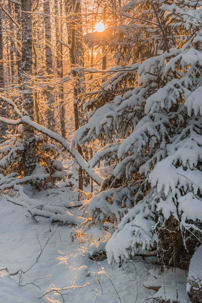 Winterliche Waldlandschaft Einem Sonnigen Tag — Stockfoto
