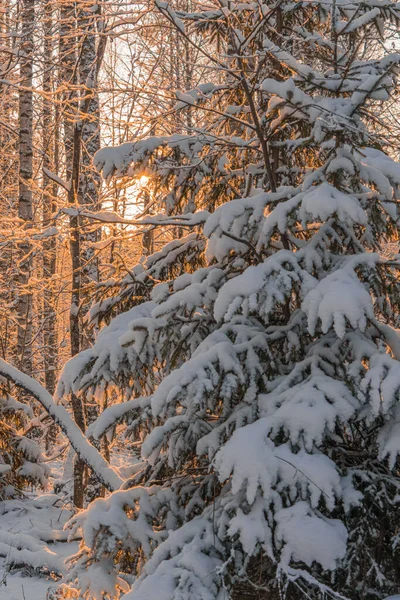 Téli Erdő Táj Egy Napsütéses Napon — Stock Fotó