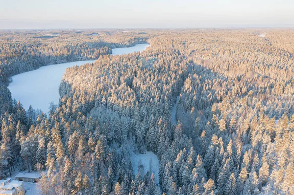 Winterliche Waldlandschaft Einem Sonnigen Tag Kiefern Unter Dem Schnee Drohnenfoto — Stockfoto