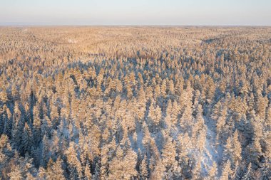 Güneşli bir günde kış ormanı manzarası. Karların altındaki çamlar. İHA fotoğrafı. İskandinav doğası. Finlandiya.