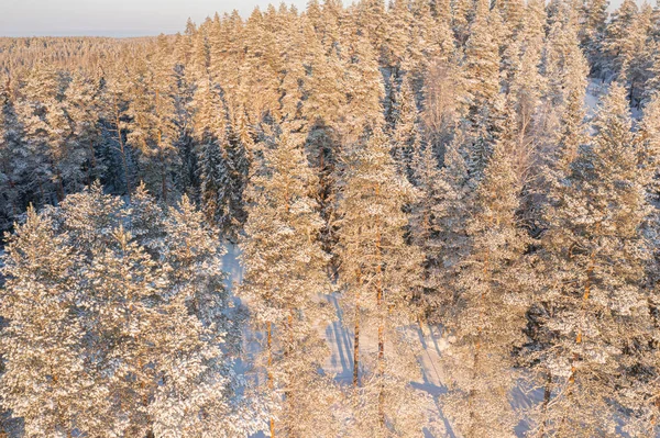 Winter Forest Landscape Sunny Day Pines Snow Drone Photo Scandinavian — стокове фото