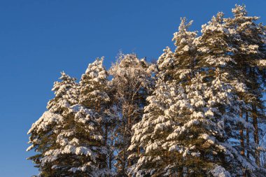 Christmas, Red Lanternon bir kış manzarasının arka planında bir dal, dallarda beyaz kar.