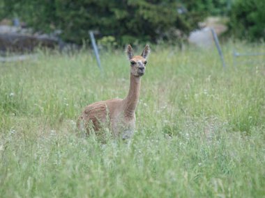 Lama 'lar yaz günü yeşil bir çayırda otlar.