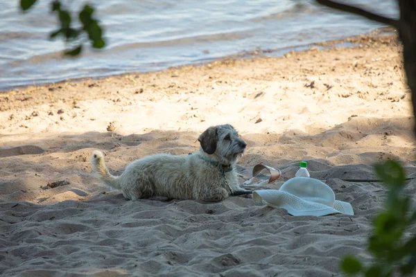Small, shaggy dog on the beach. Protects things, clothes