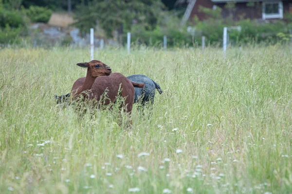 夏の日に緑の牧草地でラマス草 — ストック写真