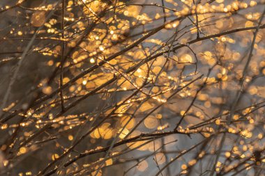 Fotoğraf odak dışı. Güneş ışınları ağaçların dallarından geçer.