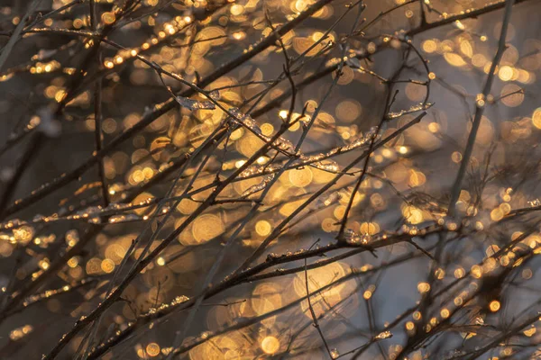 Les Rayons Soleil Frayent Chemin Travers Les Branches Des Arbres — Photo