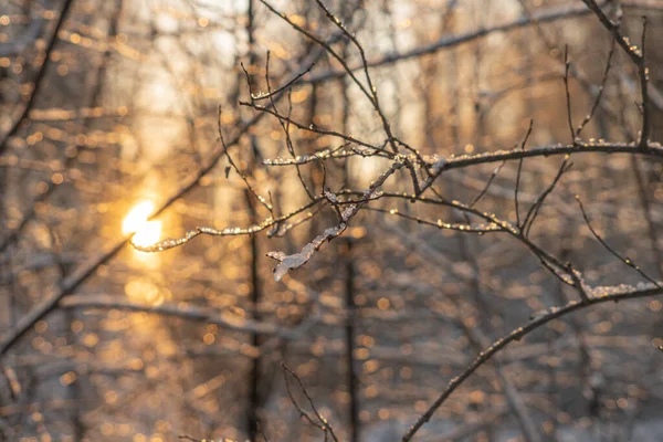 Güneş Işınları Ağaç Dalları Yollarını Yapmak — Stok fotoğraf