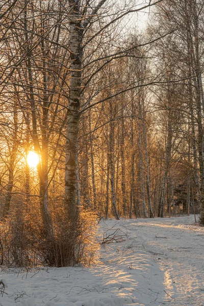 Chemin Entre Les Arbres Couverts Neige Par Une Journée Ensoleillée — Photo