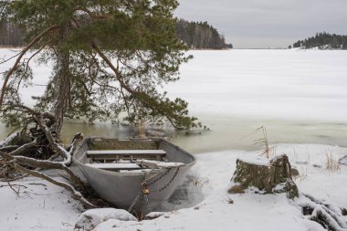 Kayalık bir sahilde, bir çam ağacı ve karın altında bir balıkçı teknesi. Yakın plan. Kış, Finlandiya 'da deniz manzarası, İskandinavya