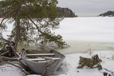 Kayalık bir sahilde, bir çam ağacı ve karın altında bir balıkçı teknesi. Yakın plan. Kış, Finlandiya 'da deniz manzarası, İskandinavya