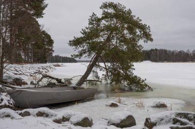 Kayalık bir sahilde, yalnız bir çam ağacı ve karın altında bir balıkçı teknesi. Kış, Finlandiya 'da kar fırtınasında deniz manzarası, İskandinavya