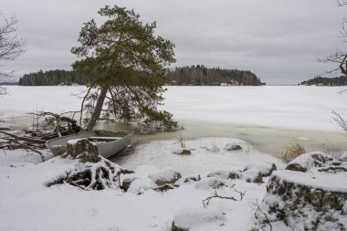 Kayalık bir sahilde, yalnız bir çam ağacı ve karın altında bir balıkçı teknesi. Kış, Finlandiya 'da kar fırtınasında deniz manzarası, İskandinavya
