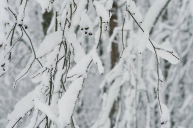 Ormanda karlı ağaçlarla kaplı kış manzarası, Finlandiya doğası, Helsinki, Espoo, Vantaa şehir parkları
