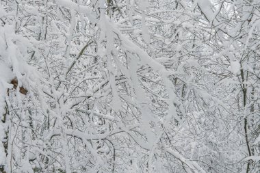 Ormanda karlı ağaçlarla kaplı kış manzarası, Finlandiya doğası, Helsinki, Espoo, Vantaa şehir parkları
