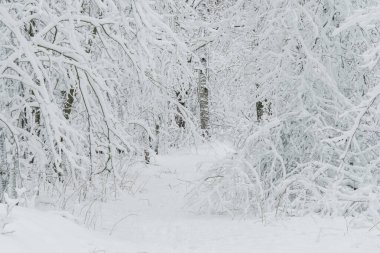 Kış manzarası, patika ve ormandaki karlı ağaçlar