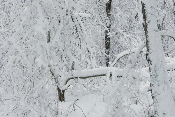 Paisagem Inverno Com Árvores Nevadas Floresta Natureza Finlandesa Parques Cidade — Fotografia de Stock