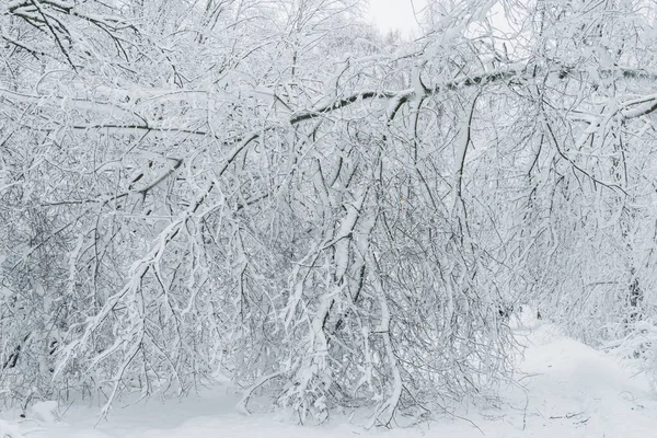 Paisagem Inverno Com Árvores Nevadas Floresta Natureza Finlandesa Parques Cidade — Fotografia de Stock