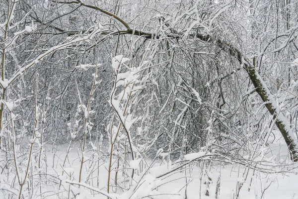 Paisagem Inverno Com Árvores Nevadas Floresta Natureza Finlandesa Parques Cidade — Fotografia de Stock