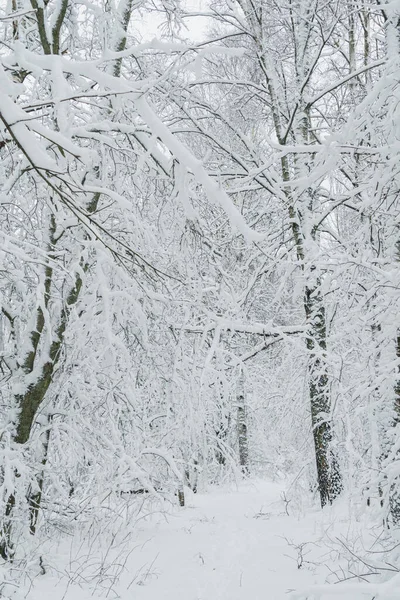 Paisagem Inverno Caminho Árvores Nevadas Floresta — Fotografia de Stock