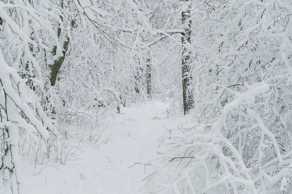 Paisagem Inverno Caminho Árvores Nevadas Floresta — Fotografia de Stock