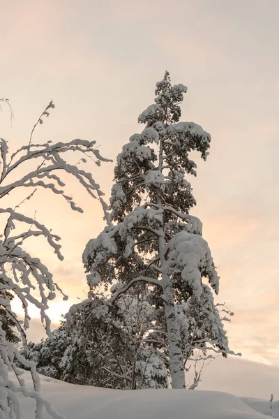 Fichten Und Kiefern Sind Gegen Den Himmel Mit Schnee Bedeckt — Stockfoto