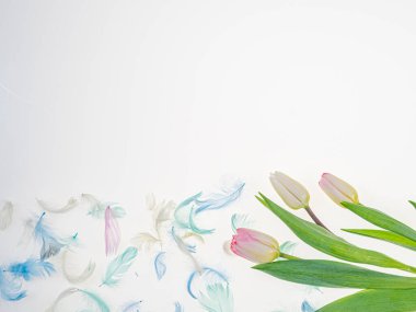 Pembe, beyaz laleler ve renkli tüyler. Arka plan aydınlık, üst manzara. Metin için boşluk var