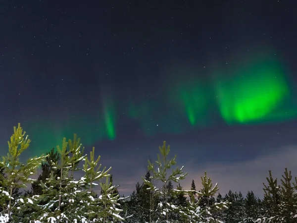 Luzes Norte Fundo Pinheiros Abetos Noite Polar Finlândia Natureza Escandinávia — Fotografia de Stock