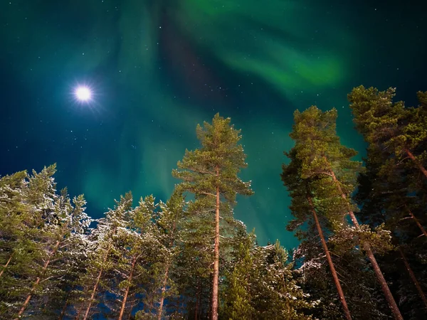 Luces Boreales Fondo Pinos Abetos Noche Polar Finlandia Naturaleza Escandinavia — Foto de Stock