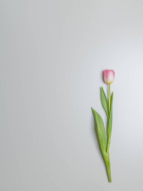 Bir lale, beyaz ve pembe, yukarıdan bir plan. Gri arkaplan, metin için bir yer var