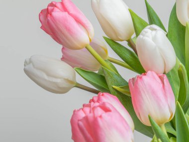 Laleler beyaz ve pembe, yukarıdan yakın plan. Gri arkaplan, metin için bir yer var