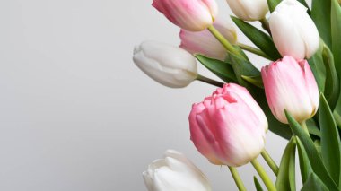 Laleler beyaz ve pembe, yukarıdan yakın plan. Gri arkaplan, metin için bir yer var