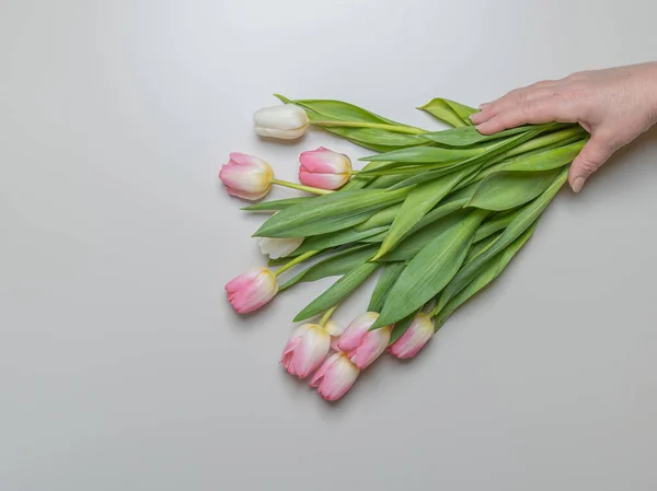 Fehér Rózsaszín Tulipánok Tartják Egy Női Kéz Terv Felülről Szürke — Stock Fotó
