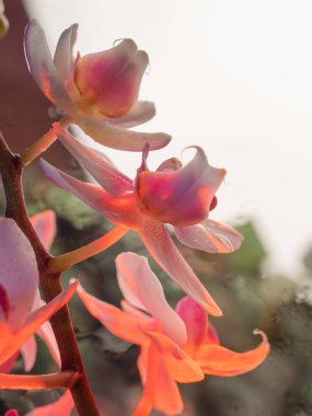 Pencerenin arka planındaki orkide çiçeği, zıt ışıkta. Yaklaş, makro..