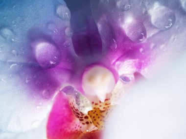 Çiy damlalı orkide. Yakın plan, ıslak. Kopyalanacak yer.