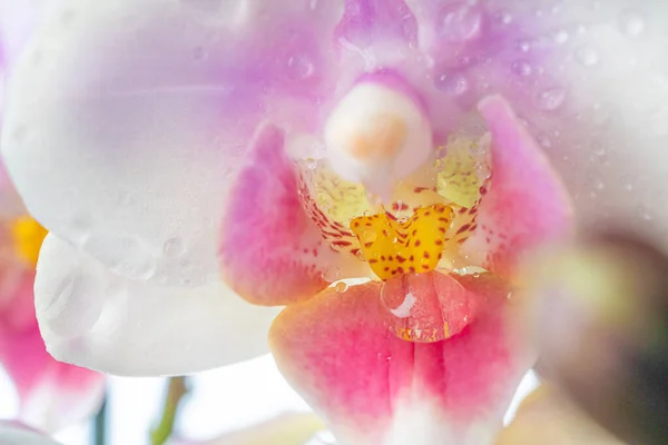 Орхидея Фаленопсиса Орхидея Цветок Крупный План Изолированный Фон Место Копирования — стоковое фото