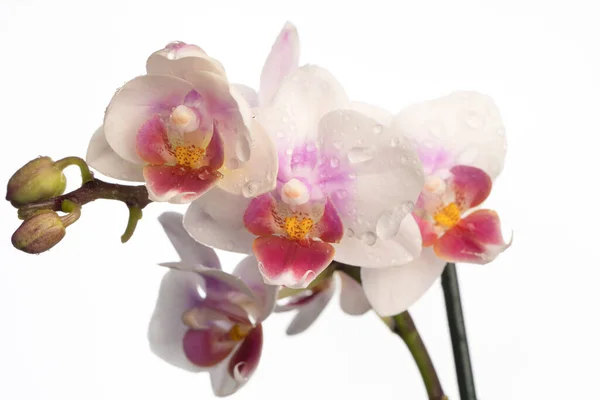 Phalaenopsis Orchid Orchid Flower Close Isolated Background Place Copy — Stock Photo, Image