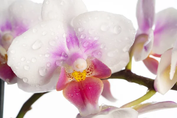 Phalaenopsis orkidesi. Orkide çiçeği. Yakın plan, izole edilmiş arka plan. Kopyalanacak yer.
