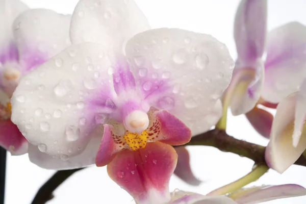 Phalaenopsis Orchid Orchid Flower Close Isolated Background Place Copy — Stock Photo, Image