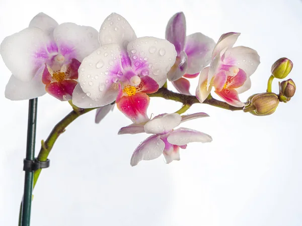 Phalaenopsis Orchid Orchid Flower Close Isolated Background Place Copy — Stock Photo, Image