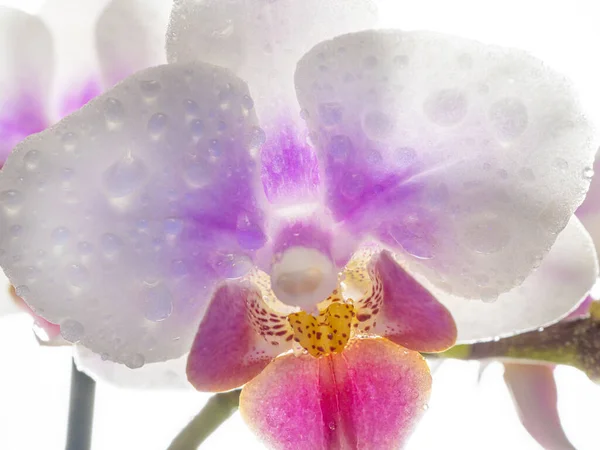 Phalaenopsis Orchid Orchid Flower Close Isolated Background Place Copy — Stock Photo, Image