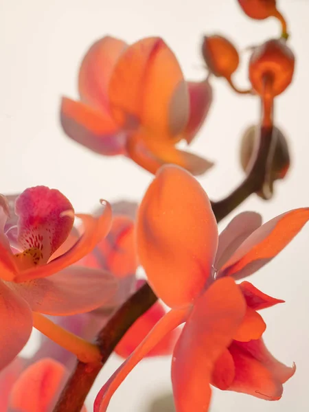 Orchid Flower Isolated White Background Close Macro — Stock Photo, Image