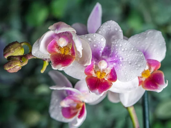 Орхидея Фаленопсиса Орхидея Цветок Крупный План Орошение Зеленый Фон Место — стоковое фото