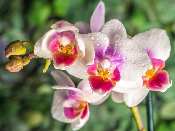 Орхидея Фаленопсиса Орхидея Цветок Крупный План Орошение Зеленый Фон Место — стоковое фото
