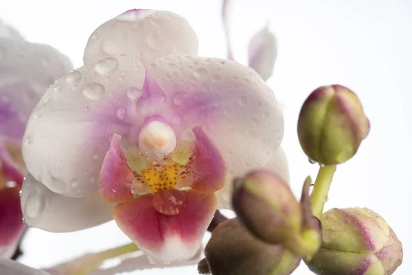 Орхидея Фаленопсиса Орхидея Цветок Крупный План Изолированный Фон Место Копирования — стоковое фото