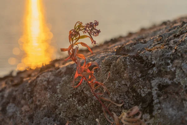 Gedroogde Bloem Plant Rotsen Tegen Achtergrond Van Zonsondergang Scandinavië — Stockfoto