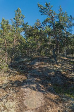 Kayaların arasındaki orman yolu. Yakın plan. yüksek kaliteli fotoğraf. Fin doğası